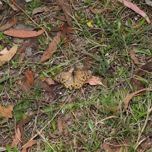 Heteronympha merope at Paddys River, ACT - 2 Jan 2025 12:02 PM