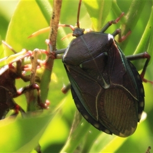 Musgraveia sulciventris (Bronze Orange Bug) at Higgins, ACT by Jennybach