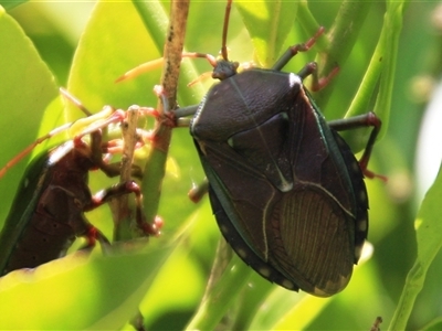 Musgraveia sulciventris (Bronze Orange Bug) at Higgins, ACT - 1 Jan 2025 by Jennybach