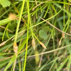 Eleocharis pusilla (Small Spike-rush) at Crookwell, NSW - 2 Jan 2025 by JaneR