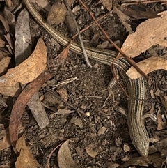 Ctenotus robustus (Robust Striped-skink) at Black Mountain, ACT - 2 Jan 2025 by Albe