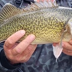 Maccullochella peelii (Murray Cod) at Kambah, ACT - 29 Dec 2024 by ChrisHolder