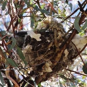 Manorina melanocephala at Yarralumla, ACT - 30 Oct 2014 03:02 PM