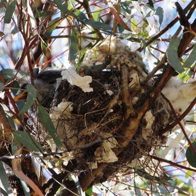 Unidentified Bird at Yarralumla, ACT - 30 Oct 2014 by Jennybach