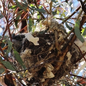 Manorina melanocephala at Yarralumla, ACT - 30 Oct 2014 03:02 PM