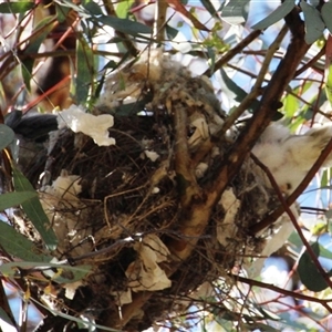 Manorina melanocephala at Yarralumla, ACT - 30 Oct 2014 03:02 PM