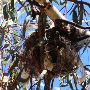 Manorina melanocephala at Yarralumla, ACT - 30 Oct 2014 03:02 PM