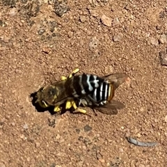 Bembix sp. (genus) (Unidentified Bembix sand wasp) at Campbell, ACT - 3 Jan 2025 by Pirom