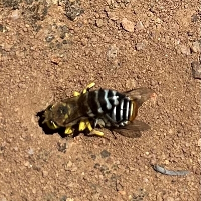 Bembix sp. (genus) (Unidentified Bembix sand wasp) at Campbell, ACT - 3 Jan 2025 by Pirom