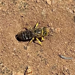 Bembix sp. (genus) at Campbell, ACT - 3 Jan 2025