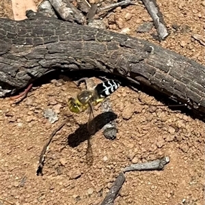 Bembix sp. (genus) at Campbell, ACT - 3 Jan 2025