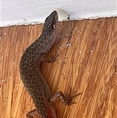 Saproscincus mustelinus (Weasel Skink) at Ainslie, ACT - 3 Jan 2025 by Clarel