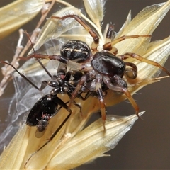 Zodariidae (family) (Ant spider or Spotted ground spider) at Kambah, ACT - 2 Jan 2025 by TimL