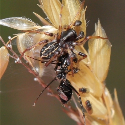 Milichiidae (family) (Freeloader fly) at Kambah, ACT - 2 Jan 2025 by TimL