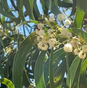 Acacia implexa (Hickory Wattle, Lightwood) at Ainslie, ACT by Clarel