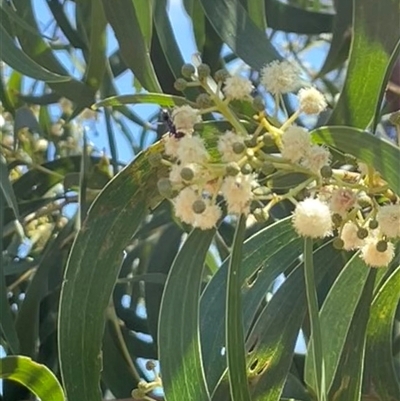 Acacia implexa (Hickory Wattle, Lightwood) at Ainslie, ACT - 3 Jan 2025 by Clarel