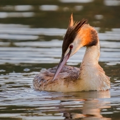 Podiceps cristatus (Great Crested Grebe) at Bonython, ACT - 1 Jan 2025 by Gallpix