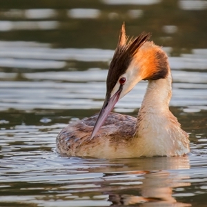 Podiceps cristatus at Bonython, ACT - 1 Jan 2025 06:39 PM