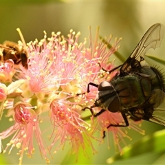 Rutilia (Chrysorutilia) sp. (genus & subgenus) (A Bristle Fly) at Acton, ACT - 2 Jan 2025 by Thurstan