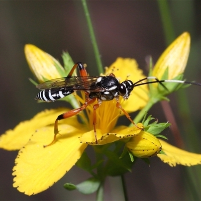 Ichneumonidae (family) (Unidentified ichneumon wasp) at Paddys River, ACT - 2 Jan 2025 by TimL