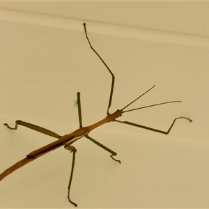 Didymuria violescens (Spur-legged stick insect) at Mittagong, NSW by Span102