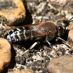 Bembix sp. (genus) (Unidentified Bembix sand wasp) at Acton, ACT - 2 Jan 2025 by Thurstan