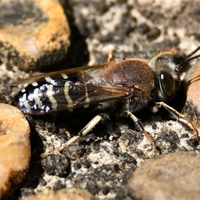 Bembix sp. (genus) (Unidentified Bembix sand wasp) at Acton, ACT - 3 Jan 2025 by Thurstan