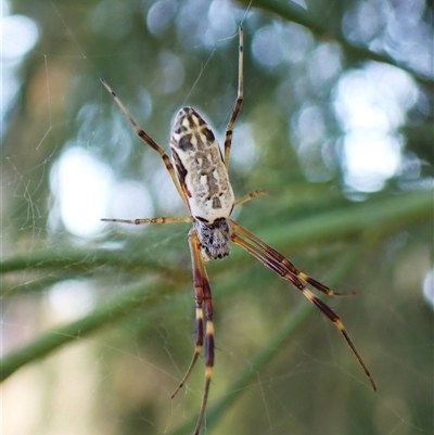 Trichonephila edulis (Golden orb weaver) at Cook, ACT - 3 Jan 2025 by CathB