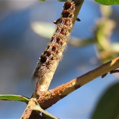 Euproctis baliolalis (Browntail Gum Moth) at Mittagong, NSW - 27 Dec 2024 by Span102