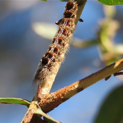 Euproctis baliolalis (Browntail Gum Moth) at Mittagong, NSW - 27 Dec 2024 by Span102