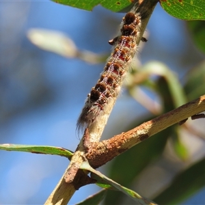 Euproctis baliolalis at Mittagong, NSW - 27 Dec 2024