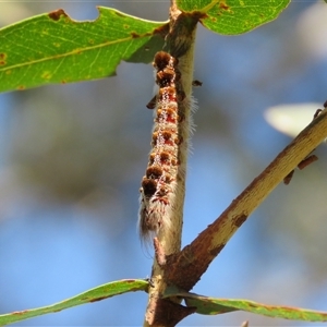 Euproctis baliolalis at Mittagong, NSW - suppressed