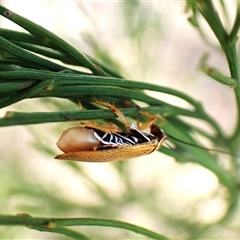 Ellipsidion humerale (Common Ellipsidion) at Cook, ACT - 2 Jan 2025 by CathB