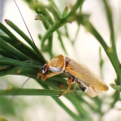 Ellipsidion humerale at Cook, ACT - 3 Jan 2025 10:34 AM