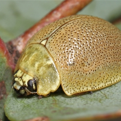 Paropsis porosa (A eucalyptus leaf beetle) at Kambah, ACT - 2 Jan 2025 by TimL