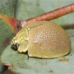 Paropsis porosa at Kambah, ACT - 2 Jan 2025 01:17 PM