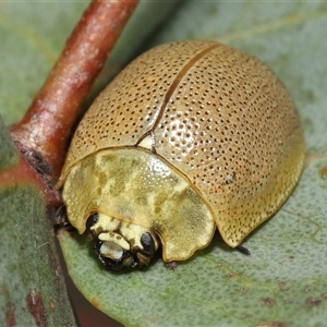 Paropsis porosa at Kambah, ACT - 2 Jan 2025 01:17 PM