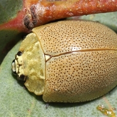 Paropsis porosa at Kambah, ACT - 2 Jan 2025 01:17 PM