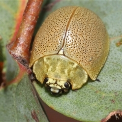 Paropsis porosa at Kambah, ACT - 2 Jan 2025 01:17 PM