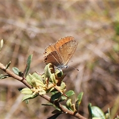 Nacaduba biocellata (Two-spotted Line-Blue) at Cook, ACT - 2 Jan 2025 by CathB