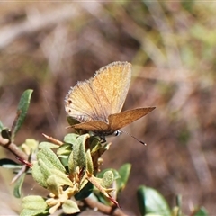 Nacaduba biocellata at Cook, ACT - 3 Jan 2025