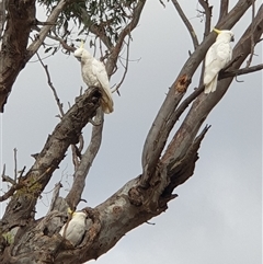 Cacatua galerita (Sulphur-crested Cockatoo) at Aranda, ACT - 2 Jan 2025 by Jeanette