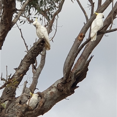 Cacatua galerita (Sulphur-crested Cockatoo) at Aranda, ACT - 3 Jan 2025 by Jeanette