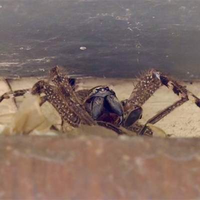 Neosparassus calligaster (Beautiful Badge Huntsman) at Bungonia, NSW - 22 Dec 2024 by KorinneM