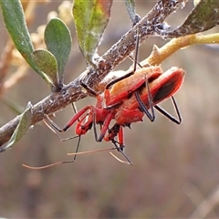 Gminatus australis (Orange assassin bug) at Cook, ACT - 3 Jan 2025 by CathB