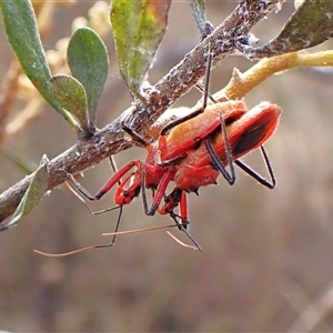 Gminatus australis (Orange assassin bug) at Cook, ACT by CathB