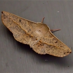 Antictenia punctunculus (A geometer moth) at Bungonia, NSW - 22 Dec 2024 by KorinneM