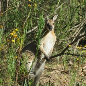 Notamacropus rufogriseus at High Range, NSW by Span102