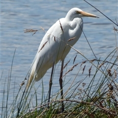 Ardea alba at Granton, TAS - 3 Jan 2025 by VanessaC