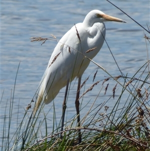 Ardea alba (Great Egret) at Granton, TAS by VanessaC